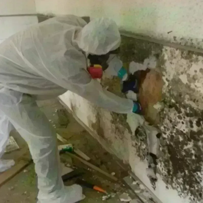 Mold Remediation and Removal in Worthington, IN